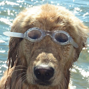 Meet your Posher, Addy